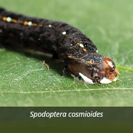 Spodoptera cosmioides
