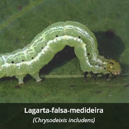 Lagarta-falsa-medideira - (Chrysodeixis includens)