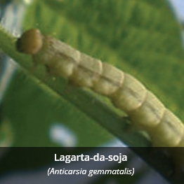 Lagarta-da-soja - (Anticarsia gemmatalis)