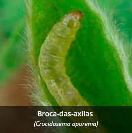 Broca-das-axilas - (Crocidosema aporema)